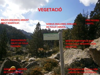 VEGETACIÓ
BÀLECS (ESCOBES) ARBUST
MOLT RAMIFICAT.

BRUGUEROLES
ABUST DE FULLA
PERENNE.

GINEBRONS, ARBUSTS
DE FULLA CADUCA.

NABIUS (NALLONS) ARBUSTS
DE FULLA CADUCA.

PINS NEGRES
I AVETS.

NERETS (BARDANALS) QUE
TENEN FULLA PERENNE I SÓN
ARBUSTOS.

MOIXEROLA DE GUILLA SÓN
ARBRES DE FULLA CADUCA.

 