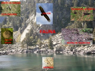 RESTES DE MENJAR
EXCREMENT DE MARTA
D’UN ESQUIROL

VOLTOR

FAUNA
CAU DE
TAUPA

RASTRE DE TOCINO FER

GRANOTA

 