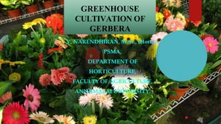 GREENHOUSE
CULTIVATION OF
GERBERA
V. NARENDHIRAN, M.Sc., (Hort.) –
PSMA,
DEPARTMENT OF
HORTICULTURE,
FACULTY OF AGRICULTURE,
ANNAMALAI UNIVERSITY.
 