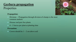 Gerbera propagation
Properties
Propagation:
 Division: – Propagation through division of clumps is the most
common method.
 Disease and pest free plants
 4 – 5 leaves per plant at planting time
Precaution:
 Crown should be 1 – 2 cm above soil
 