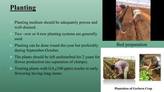 Planting
 Planting medium should be adequately porous and
well-drained.
 Two –row or 4-row planting systems are generally
used.
 Planting can be done round-the-year but preferably
during September-October.
 The plants should be left undisturbed for 2 years for
flower production (no separation of clumps).
 Treating plants with GA3(100 ppm) results in early
flowering having long stems.
Bed preparation
 