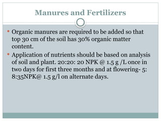 Manures and Fertilizers
 Organic manures are required to be added so that
top 30 cm of the soil has 30% organic matter
content.
 Application of nutrients should be based on analysis
of soil and plant. 20:20: 20 NPK @ 1.5 g /L once in
two days for first three months and at flowering- 5:
8:35NPK@ 1.5 g/l on alternate days.
 