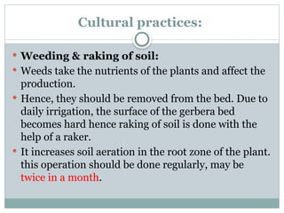 Cultural practices:
 Weeding & raking of soil:
 Weeds take the nutrients of the plants and affect the
production.
 Hence, they should be removed from the bed. Due to
daily irrigation, the surface of the gerbera bed
becomes hard hence raking of soil is done with the
help of a raker.
 It increases soil aeration in the root zone of the plant.
this operation should be done regularly, may be
twice in a month.
 