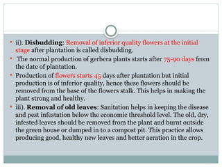  ii). Disbudding: Removal of inferior quality flowers at the initial
stage after plantation is called disbudding.
 The normal production of gerbera plants starts after 75-90 days from
the date of plantation.
 Production of flowers starts 45 days after plantation but initial
production is of inferior quality, hence these flowers should be
removed from the base of the flowers stalk. This helps in making the
plant strong and healthy.
 iii). Removal of old leaves: Sanitation helps in keeping the disease
and pest infestation below the economic threshold level. The old, dry,
infested leaves should be removed from the plant and burnt outside
the green house or dumped in to a compost pit. This practice allows
producing good, healthy new leaves and better aeration in the crop.
 