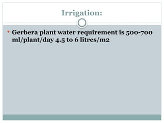 Irrigation:
 Gerbera plant water requirement is 500-700
ml/plant/day 4.5 to 6 litres/m2
 