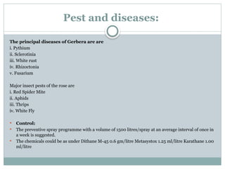 Pest and diseases:
The principal diseases of Gerbera are are
i. Pythium
ii. Sclerotinia
iii. White rust
iv. Rhizoctonia
v. Fusarium
Major insect pests of the rose are
i. Red Spider Mite
ii. Aphids
iii. Thrips
iv. White Fly
 Control:
 The preventive spray programme with a volume of 1500 litres/spray at an average interval of once in
a week is suggested.
 The chemicals could be as under Dithane M-45 0.6 gm/litre Metasystox 1.25 ml/litre Karathane 1.00
ml/litre
 