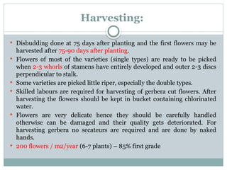 Harvesting:
 Disbudding done at 75 days after planting and the first flowers may be
harvested after 75-90 days after planting.
 Flowers of most of the varieties (single types) are ready to be picked
when 2-3 whorls of stamens have entirely developed and outer 2-3 discs
perpendicular to stalk.
 Some varieties are picked little riper, especially the double types.
 Skilled labours are required for harvesting of gerbera cut flowers. After
harvesting the flowers should be kept in bucket containing chlorinated
water.
 Flowers are very delicate hence they should be carefully handled
otherwise can be damaged and their quality gets deteriorated. For
harvesting gerbera no secateurs are required and are done by naked
hands.
 200 flowers / m2/year (6-7 plants) – 85% first grade
 