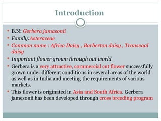 Introduction
 B.N: Gerbera jamasonii
 Family:Asteraceae
 Common name : Africa Daisy , Barberton daisy , Transvaal
daisy
 Important flower grown through out world
 Gerbera is a very attractive, commercial cut flower successfully
grown under different conditions in several areas of the world
as well as in India and meeting the requirements of various
markets.
 This flower is originated in Asia and South Africa. Gerbera
jamesonii has been developed through cross breeding program
 