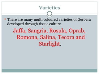 Varieties
 There are many multi coloured varieties of Gerbera
developed through tissue culture.
Jaffa, Sangria, Rosula, Oprab,
Romona, Salina, Tecora and
Starlight.
 