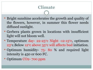 Climate
 Bright sunshine accelerates the growth and quality of
the flowers, however, in summer this flower needs
diffused sunlight.
 Gerbera plants grown in locations with insufficient
light will not bloom well.
 Temperature day- 22-250
c Night -12-150
c, optimum
230
c.Below 120
c above 350
c will affects bud initiation.
 Optimum humidity- 75- 80 % and required light
intensity is 450 or 600 FC.
 Optimum CO2- 700 ppm
 