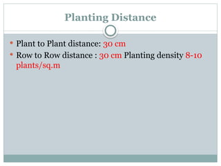 Planting Distance
 Plant to Plant distance: 30 cm
 Row to Row distance : 30 cm Planting density 8-10
plants/sq.m
 