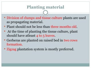 Planting material
 Division of clumps and tissue culture plants are used
as propagating material.
 Plant should not be less than three months old.
 At the time of planting the tissue culture, plant
should have atleast 4 to 5 leaves.
 Gerberas are planted on raised bed in two rows
formation.
 Zigzag plantation system is mostly preferred.
 