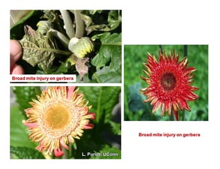 Broad mite injury on gerbera
Broad mite injury on gerbera
 