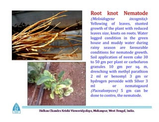 Root knot Nematode
(Meloidogyne incognita)-
Yellowing of leaves, stunted
growth of the plant with reduced
leaves size, knots on roots. Water
logged condition in the green
house and muddy water during
rainy season are favourable
conditions for nematode growth.
Soil application of neem cake 30
to 50 gm per plant or carbofuron
granules 10 gm per sq. m,
drenching with methyl parathion
2 ml or benomyl 3 gm or
hydrogen peroxide with Silver 3
ml or nematogaurd
(Pacealomyces) 5 gm can be
done to contro, the nematode.
Root knot Nematode
(Meloidogyne incognita)-
Yellowing of leaves, stunted
growth of the plant with reduced
leaves size, knots on roots. Water
logged condition in the green
house and muddy water during
rainy season are favourable
conditions for nematode growth.
Soil application of neem cake 30
to 50 gm per plant or carbofuron
granules 10 gm per sq. m,
drenching with methyl parathion
2 ml or benomyl 3 gm or
hydrogen peroxide with Silver 3
ml or nematogaurd
(Pacealomyces) 5 gm can be
done to contro, the nematode.
 