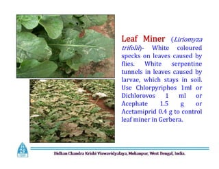 Leaf Miner (Liriomyza
trifolii)- White coloured
specks on leaves caused by
flies. White serpentine
tunnels in leaves caused by
larvae, which stays in soil.
Use Chlorpyriphos 1ml or
Dichlorovos 1 ml or
Acephate 1.5 g or
Acetamiprid 0.4 g to control
leaf miner in Gerbera.
Leaf Miner (Liriomyza
trifolii)- White coloured
specks on leaves caused by
flies. White serpentine
tunnels in leaves caused by
larvae, which stays in soil.
Use Chlorpyriphos 1ml or
Dichlorovos 1 ml or
Acephate 1.5 g or
Acetamiprid 0.4 g to control
leaf miner in Gerbera.
 