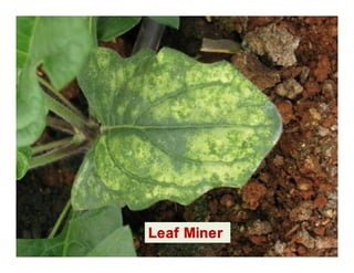 Leaf Miner
 