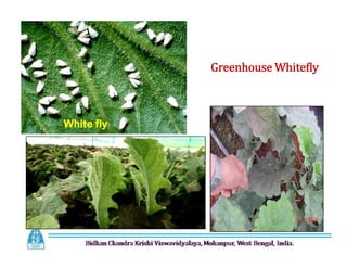 Greenhouse Whitefly
White fly
 