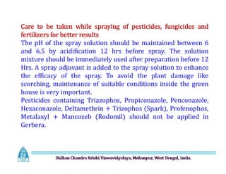 Care to be taken while spraying of pesticides, fungicides and
fertilizers for better results
The pH of the spray solution should be maintained between 6
and 6.5 by acidification 12 hrs before spray. The solution
mixture should be immediately used after preparation before 12
Hrs. A spray adjuvant is added to the spray solution to enhance
the efficacy of the spray. To avoid the plant damage like
scorching, maintenance of suitable conditions inside the green
house is very important.
Pesticides containing Triazophos, Propiconazole, Penconazole,
Hexaconazole, Deltamethrin + Trizophos (Spark), Profenophos,
Metalaxyl + Mancozeb (Rodomil) should not be applied in
Gerbera.
Care to be taken while spraying of pesticides, fungicides and
fertilizers for better results
The pH of the spray solution should be maintained between 6
and 6.5 by acidification 12 hrs before spray. The solution
mixture should be immediately used after preparation before 12
Hrs. A spray adjuvant is added to the spray solution to enhance
the efficacy of the spray. To avoid the plant damage like
scorching, maintenance of suitable conditions inside the green
house is very important.
Pesticides containing Triazophos, Propiconazole, Penconazole,
Hexaconazole, Deltamethrin + Trizophos (Spark), Profenophos,
Metalaxyl + Mancozeb (Rodomil) should not be applied in
Gerbera.
 