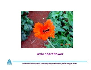 Oval heart flower
 