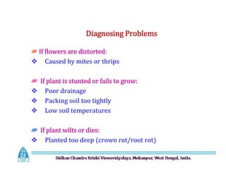 If flowers are distorted:
 Caused by mites or thrips
If plant is stunted or fails to grow:
 Poor drainage
 Packing soil too tightly
 Low soil temperatures
If plant wilts or dies:
 Planted too deep (crown rot/root rot)
Diagnosing Problems
If flowers are distorted:
 Caused by mites or thrips
If plant is stunted or fails to grow:
 Poor drainage
 Packing soil too tightly
 Low soil temperatures
If plant wilts or dies:
 Planted too deep (crown rot/root rot)
 