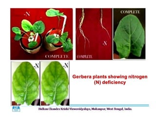 Gerbera plants showing nitrogen
(N) deficiency
 