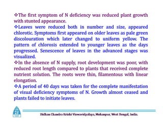 The first symptom of N deficiency was reduced plant growth
with stunted appearance.
Leaves were reduced both in number and size, appeared
chlorotic. Symptoms first appeared on older leaves as pale green
discolouration which later changed to uniform yellow. The
pattern of chlorosis extended to younger leaves as the days
progressed. Senescence of leaves in the advanced stages was
visualized.
In the absence of N supply, root development was poor, with
reduced root length compared to plants that received complete
nutrient solution. The roots were thin, filamentous with linear
elongation.
A period of 40 days was taken for the complete manifestation
of visual deficiency symptoms of N. Growth almost ceased and
plants failed to initiate leaves.
The first symptom of N deficiency was reduced plant growth
with stunted appearance.
Leaves were reduced both in number and size, appeared
chlorotic. Symptoms first appeared on older leaves as pale green
discolouration which later changed to uniform yellow. The
pattern of chlorosis extended to younger leaves as the days
progressed. Senescence of leaves in the advanced stages was
visualized.
In the absence of N supply, root development was poor, with
reduced root length compared to plants that received complete
nutrient solution. The roots were thin, filamentous with linear
elongation.
A period of 40 days was taken for the complete manifestation
of visual deficiency symptoms of N. Growth almost ceased and
plants failed to initiate leaves.
 