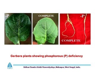 Gerbera plants showing phosphorous (P) deficiency
 