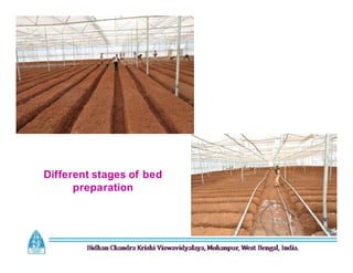 Different stages of bed
preparation
 