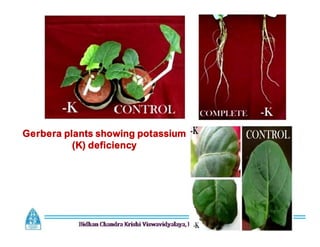 Gerbera plants showing potassium
(K) deficiency
 