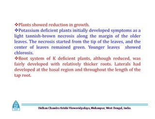 Plants showed reduction in growth.
Potassium deficient plants initially developed symptoms as a
light tannish-brown necrosis along the margin of the older
leaves. The necrosis started from the tip of the leaves, and the
center of leaves remained green. Younger leaves showed
chlorosis.
Root system of K deficient plants, although reduced, was
fairly developed with relatively thicker roots. Laterals had
developed at the basal region and throughout the length of the
tap root.
Plants showed reduction in growth.
Potassium deficient plants initially developed symptoms as a
light tannish-brown necrosis along the margin of the older
leaves. The necrosis started from the tip of the leaves, and the
center of leaves remained green. Younger leaves showed
chlorosis.
Root system of K deficient plants, although reduced, was
fairly developed with relatively thicker roots. Laterals had
developed at the basal region and throughout the length of the
tap root.
 