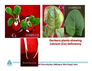 Gerbera plants showing
calcium (Ca) deficiency
 