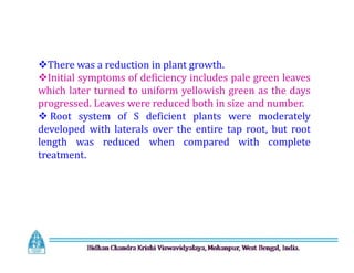 There was a reduction in plant growth.
Initial symptoms of deficiency includes pale green leaves
which later turned to uniform yellowish green as the days
progressed. Leaves were reduced both in size and number.
 Root system of S deficient plants were moderately
developed with laterals over the entire tap root, but root
length was reduced when compared with complete
treatment.
There was a reduction in plant growth.
Initial symptoms of deficiency includes pale green leaves
which later turned to uniform yellowish green as the days
progressed. Leaves were reduced both in size and number.
 Root system of S deficient plants were moderately
developed with laterals over the entire tap root, but root
length was reduced when compared with complete
treatment.
 