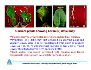 Gerbera plants showing boron (B) deficiency
Plants observed with stunted growth and reduced leaf number.
Symptoms of B deficiency first occurred on growing point and
younger leaves, since B is not translocated from older to younger
leaves as it is. There was marginal necrosis on leaf apex of young
leaves. The affected leaves were thick and brittle.
Root system was poorly developed with reduced root length
compared to plants grown in complete nutrient solution.
Plants observed with stunted growth and reduced leaf number.
Symptoms of B deficiency first occurred on growing point and
younger leaves, since B is not translocated from older to younger
leaves as it is. There was marginal necrosis on leaf apex of young
leaves. The affected leaves were thick and brittle.
Root system was poorly developed with reduced root length
compared to plants grown in complete nutrient solution.
 