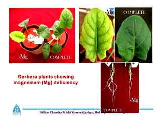 Gerbera plants showing
magnesium (Mg) deficiency
 