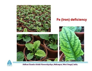 Fe (Iron) deficiency
 