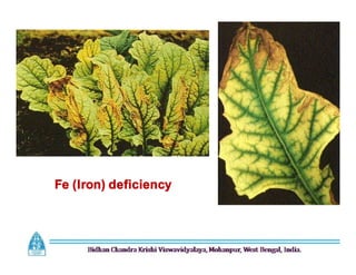Fe (Iron) deficiency
 