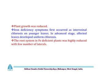 Plant growth was reduced.
Iron deficiency symptoms first occurred as interveinal
chlorosis on younger leaves. In advanced stage, affected
leaves developed uniform chlorosis.
The root system in Fe deficient plants was highly reduced
with few number of laterals.
Plant growth was reduced.
Iron deficiency symptoms first occurred as interveinal
chlorosis on younger leaves. In advanced stage, affected
leaves developed uniform chlorosis.
The root system in Fe deficient plants was highly reduced
with few number of laterals.
 