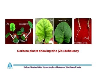 Gerbera plants showing zinc (Zn) deficiency
 