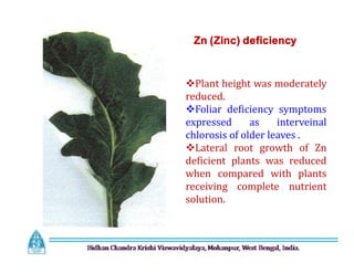 Zn (Zinc) deficiency
Plant height was moderately
reduced.
Foliar deficiency symptoms
expressed as interveinal
chlorosis of older leaves .
Lateral root growth of Zn
deficient plants was reduced
when compared with plants
receiving complete nutrient
solution.
Plant height was moderately
reduced.
Foliar deficiency symptoms
expressed as interveinal
chlorosis of older leaves .
Lateral root growth of Zn
deficient plants was reduced
when compared with plants
receiving complete nutrient
solution.
 