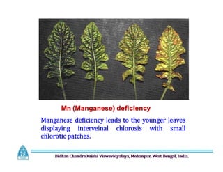 Mn (Manganese) deficiency
Manganese deficiency leads to the younger leaves
displaying interveinal chlorosis with small
chlorotic patches.
 