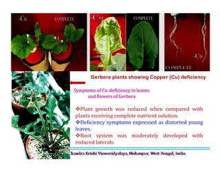 Gerbera plants showing Copper (Cu) deficiency
Symptoms of Cu-deficiency in leaves
and flowers of Gerbera
Plant growth was reduced when compared with
plants receiving complete nutrient solution.
Deficiency symptoms expressed as distorted young
leaves.
Root system was moderately developed with
reduced laterals.
 