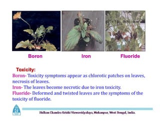 Boron Iron Fluoride
Toxicity:
Boron- Toxicity symptoms appear as chlorotic patches on leaves,
necrosis of leaves.
Iron- The leaves become necrotic due to iron toxicity.
Fluoride- Deformed and twisted leaves are the symptoms of the
toxicity of fluoride.
 