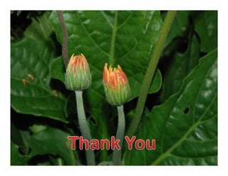 Gerbera cultivation tk_maity_bckv