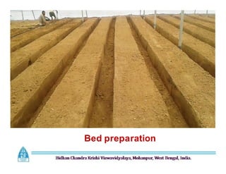Bed preparation
 