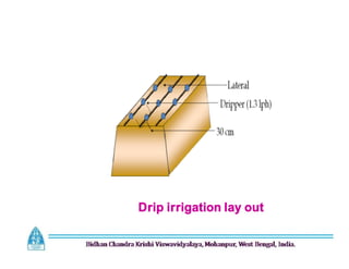 Drip irrigation lay out
 