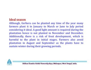 Ideal season
Although, Gerbera can be planted any time of the year many
farmers plant it in January to March or June to July period
considering it ideal. A good light amount is required during the
plantation hence is not planted in November and December.
Additionally, there is a risk of frost development, which is
harmful to the plant in initial stages. Farmers also avoid
plantation in August and September as the plants have to
sustain winter during their growing periods.
Ideal season
Although, Gerbera can be planted any time of the year many
farmers plant it in January to March or June to July period
considering it ideal. A good light amount is required during the
plantation hence is not planted in November and December.
Additionally, there is a risk of frost development, which is
harmful to the plant in initial stages. Farmers also avoid
plantation in August and September as the plants have to
sustain winter during their growing periods.
 