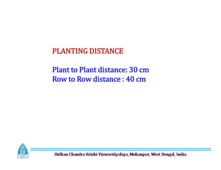 PLANTING DISTANCE
Plant to Plant distance: 30 cm
Row to Row distance : 40 cm
 