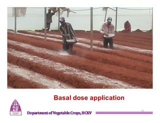 25
Basal dose application
 