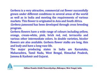 Gerbera is a very attractive, commercial cut flower successfully
grown under different conditions in several areas of the world
as well as in India and meeting the requirements of various
markets. This flower is originated in Asia and South Africa.
Gerbera jamesonii has been developed through cross breeding
program.
Gerbera flowers have a wide range of colours including yellow,
orange, cream-white, pink, brick red, red, terracotta and
various other intermediate colors. In double varieties, bicolor
flowers are also available. Gerbera flower stalks are long, thin
and leafy and have a long vase life.
The major producing states in India are Karnataka,
Maharashtra, Tamil Nadu, West Bengal, Himachal Pradesh,
Jammu & Kashmir and Gujarat.
Gerbera is a very attractive, commercial cut flower successfully
grown under different conditions in several areas of the world
as well as in India and meeting the requirements of various
markets. This flower is originated in Asia and South Africa.
Gerbera jamesonii has been developed through cross breeding
program.
Gerbera flowers have a wide range of colours including yellow,
orange, cream-white, pink, brick red, red, terracotta and
various other intermediate colors. In double varieties, bicolor
flowers are also available. Gerbera flower stalks are long, thin
and leafy and have a long vase life.
The major producing states in India are Karnataka,
Maharashtra, Tamil Nadu, West Bengal, Himachal Pradesh,
Jammu & Kashmir and Gujarat.
 