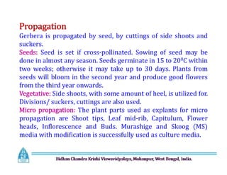 Propagation
Gerbera is propagated by seed, by cuttings of side shoots and
suckers.
Seeds: Seed is set if cross-pollinated. Sowing of seed may be
done in almost any season. Seeds germinate in 15 to 200C within
two weeks; otherwise it may take up to 30 days. Plants from
seeds will bloom in the second year and produce good flowers
from the third year onwards.
Vegetative: Side shoots, with some amount of heel, is utilized for.
Divisions/ suckers, cuttings are also used.
Micro propagation: The plant parts used as explants for micro
propagation are Shoot tips, Leaf mid-rib, Capitulum, Flower
heads, Inflorescence and Buds. Murashige and Skoog (MS)
media with modification is successfully used as culture media.
Propagation
Gerbera is propagated by seed, by cuttings of side shoots and
suckers.
Seeds: Seed is set if cross-pollinated. Sowing of seed may be
done in almost any season. Seeds germinate in 15 to 200C within
two weeks; otherwise it may take up to 30 days. Plants from
seeds will bloom in the second year and produce good flowers
from the third year onwards.
Vegetative: Side shoots, with some amount of heel, is utilized for.
Divisions/ suckers, cuttings are also used.
Micro propagation: The plant parts used as explants for micro
propagation are Shoot tips, Leaf mid-rib, Capitulum, Flower
heads, Inflorescence and Buds. Murashige and Skoog (MS)
media with modification is successfully used as culture media.
 